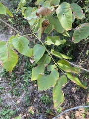Fraxinus albicans