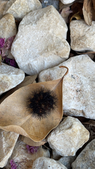 Hypercompe scribonia