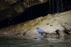 Cinclus mexicanus