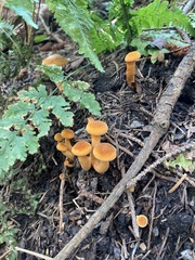 Hygrophoropsis aurantiaca