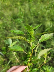 Acalypha rhomboidea