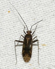 Phytocoris