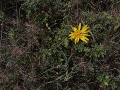 Tragopogon orientalis