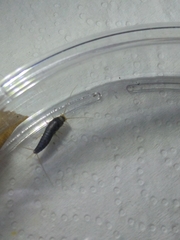 Lepismatidae