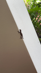 Anolis cristatellus