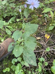 Symphyotrichum drummondii
