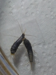 Lepismatidae