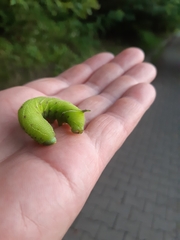 Smerinthus ocellata