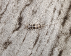 Thermobia domestica