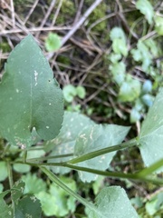Symphyotrichum drummondii