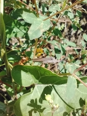 Chariesterus antennator