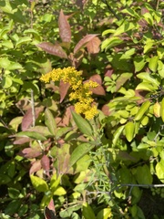 Solidago nemoralis