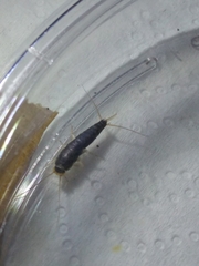 Lepismatidae