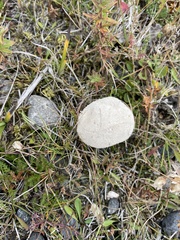 Lycoperdon