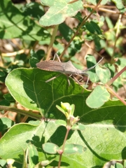 Chariesterus antennator
