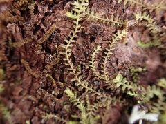 Douinia ovata