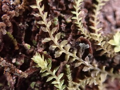 Douinia ovata