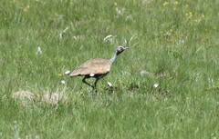 Eupodotis caerulescens