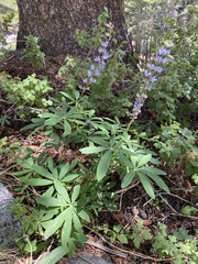 Lupinus latifolius