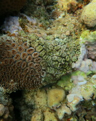 Galaxea fascicularis