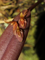 Acianthera lojae