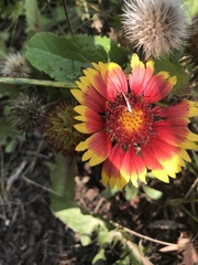 Gaillardia pulchella