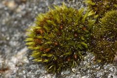 Schistidium maritimum