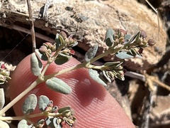 Euphorbia micromera