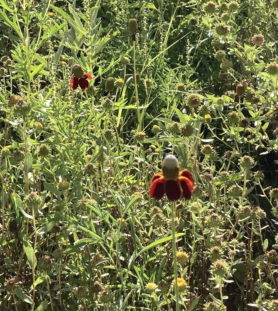 upright prairie coneflower from Prescott, AZ, US on September 15, 2022