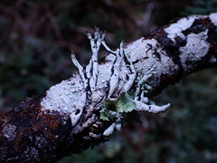 Hypogymnia enteromorpha