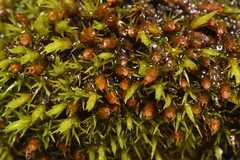 Schistidium maritimum