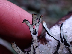 Hypogymnia enteromorpha