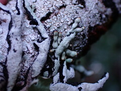 Hypogymnia enteromorpha