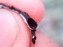 Hypogymnia enteromorpha