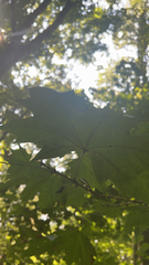 Acer platanoides
