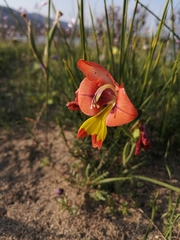 Gladiolus alatus