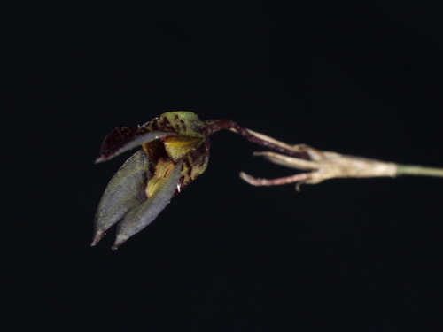 Specklinia acrisepala