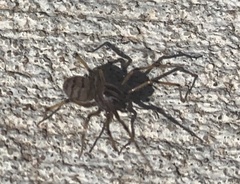 Arachnida