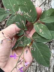 Desmodium