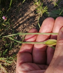 Gladiolus alatus