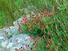 Indigofera capillaris