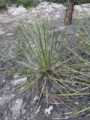 Yucca baileyi
