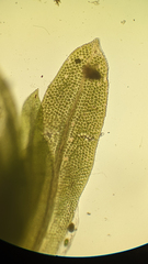 Fissidens taxifolius