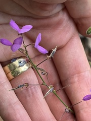 Desmodium