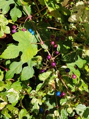 Ampelopsis