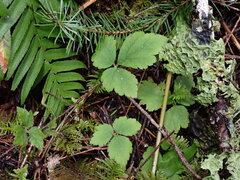 Tiarella trifoliata