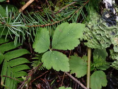 Tiarella trifoliata