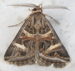 Cerocala vermiculosa