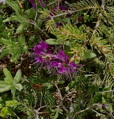 Rhododendron lapponicum