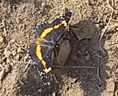 Chlosyne lacinia adjutrix